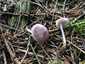 Retekszagú kígyógomba (Mycena pura), Mátra